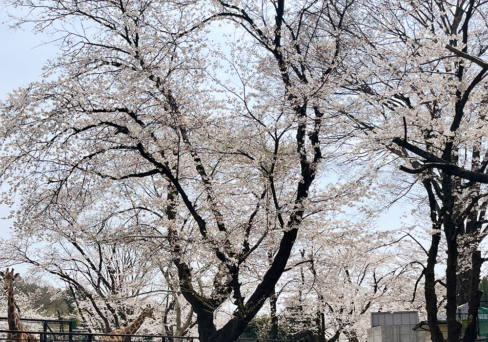《外出レクリエーション》宇都宮動物園にて動物と触れ合い、充実したひとときを過ごしました＠宇都宮駅東店・画像