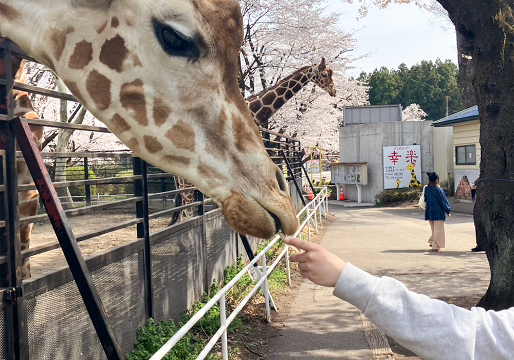 《外出レクリエーション》宇都宮動物園にて動物と触れ合い、充実したひとときを過ごしました＠宇都宮駅東店・画像
